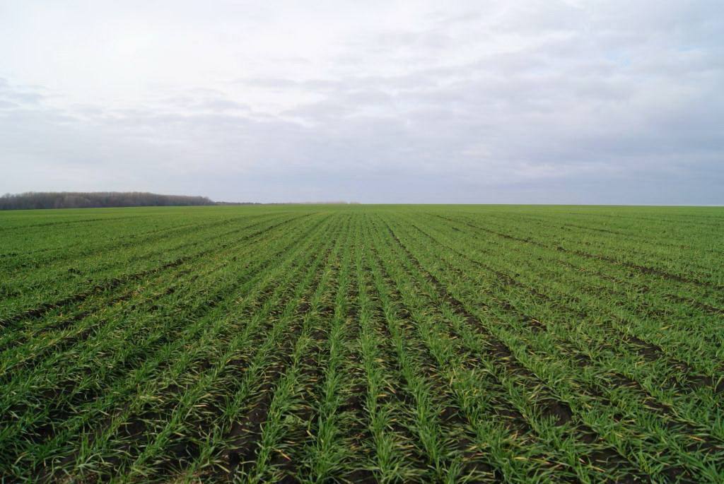 Состояние озимых, по данным Минсельхоза, в целом или хорошее или удовлетворительное