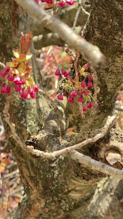 Сакура из дендрария на старте, через неделю можно звать Людмилок фоткаться
