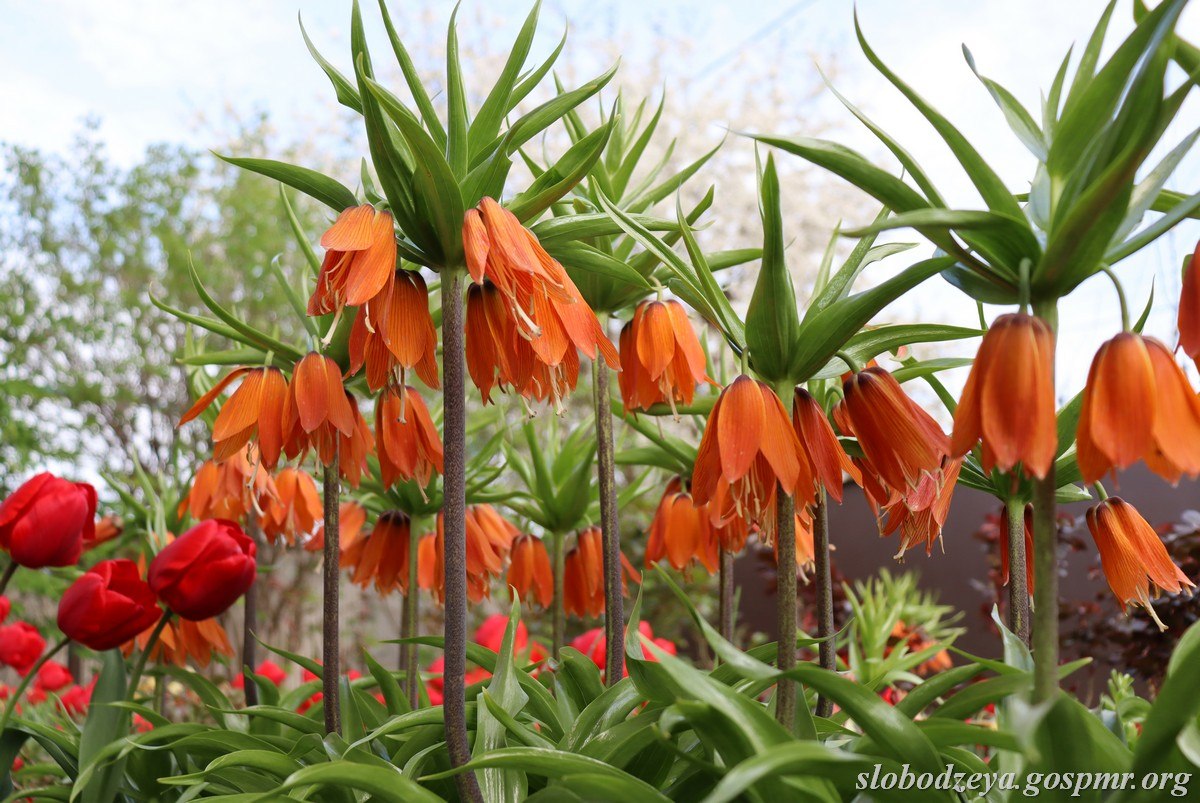 Акварели апреля. Весна вступает в свои права, наполняет окружающий мир свежестью и яркими красками Акварели апреля. Весна вступает в свои права, наполняет окружающий мир свежестью и яркими красками