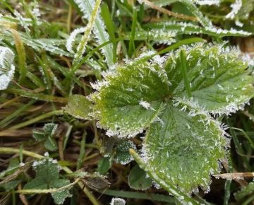 Штормовое предупреждение. Ночью и утром 15 апреля по республике ожидаются заморозки на поверхности почвы до -4°С, в воздухе местами до -1°С