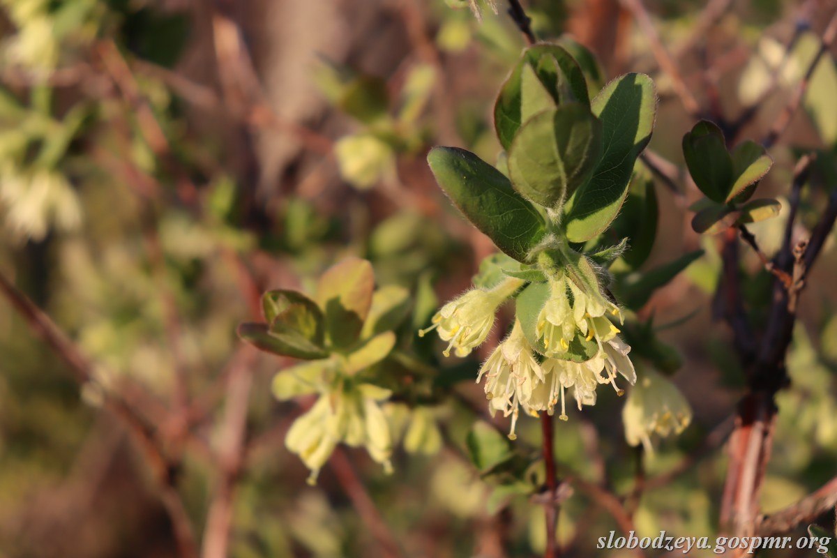 Акварели апреля. Весна вступает в свои права, наполняет окружающий мир свежестью и яркими красками Акварели апреля. Весна вступает в свои права, наполняет окружающий мир свежестью и яркими красками