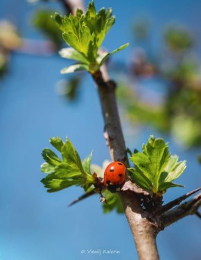 Весна в деталях.. Фото Виталия Калерина