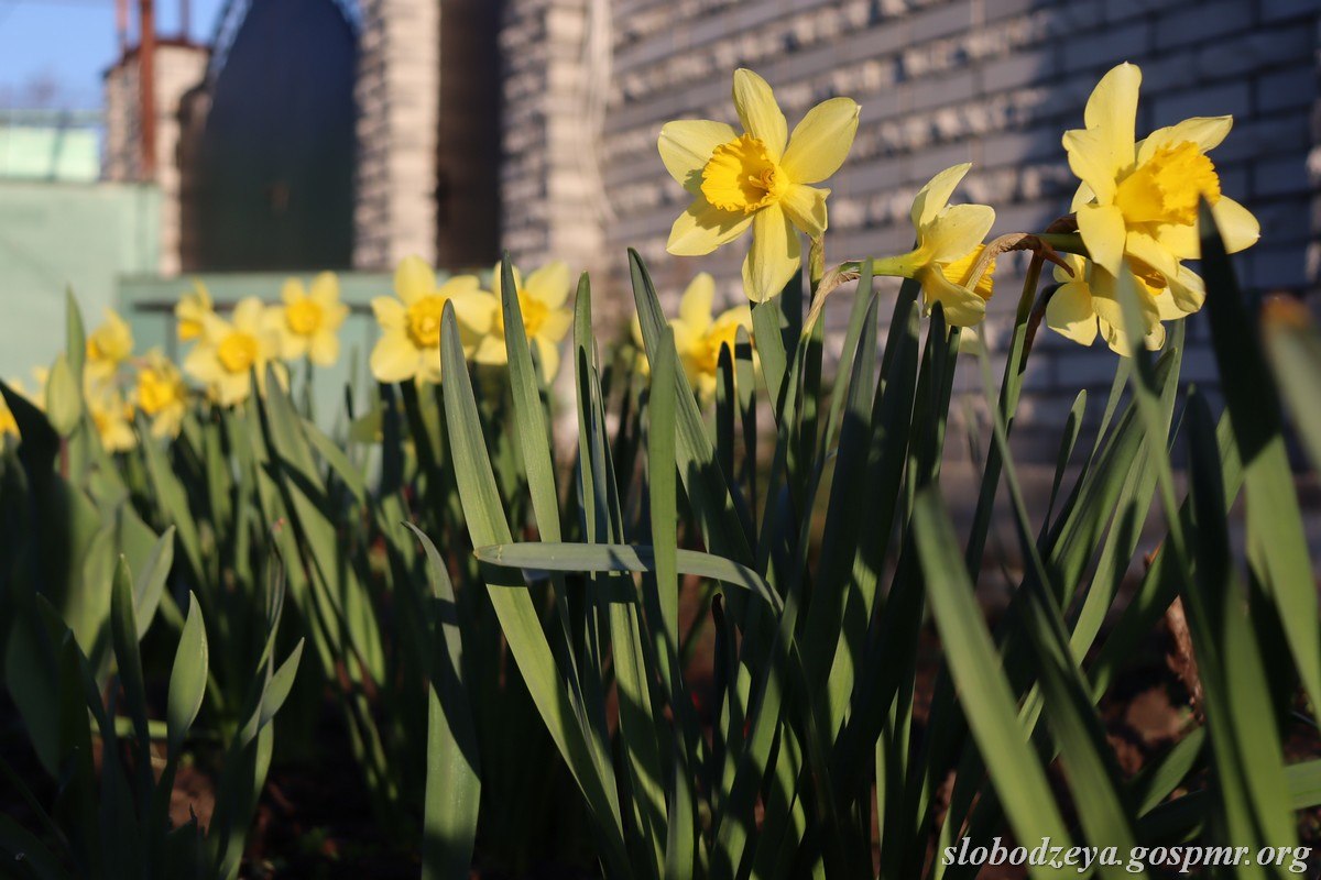 Акварели апреля. Весна вступает в свои права, наполняет окружающий мир свежестью и яркими красками Акварели апреля. Весна вступает в свои права, наполняет окружающий мир свежестью и яркими красками