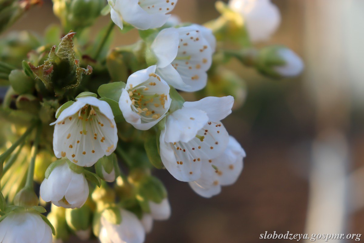 Акварели апреля. Весна вступает в свои права, наполняет окружающий мир свежестью и яркими красками Акварели апреля. Весна вступает в свои права, наполняет окружающий мир свежестью и яркими красками