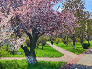 Дубоссары в весеннем свете: цветущие деревья и размеренное течение Днестра