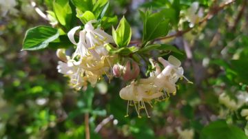 ������� ������ �� �������, 15 ������