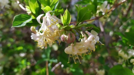 ������� ������ �� �������, 15 ������