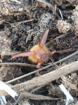 Первых майских жуков фотографируют приднестровцы на своих огородах