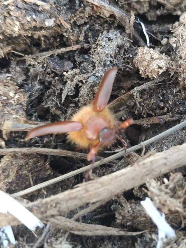 Первых майских жуков фотографируют приднестровцы на своих огородах