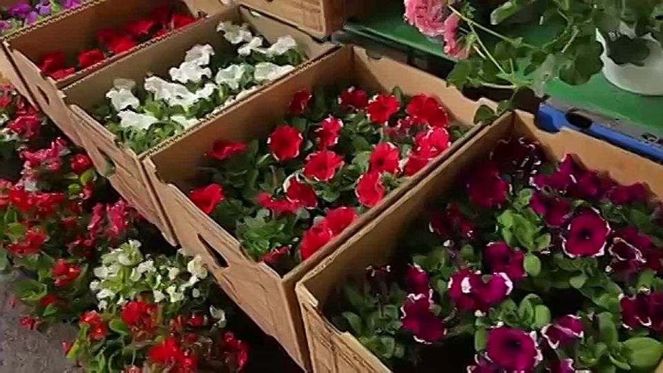 Зелёный рынок стал белым, красным, оранжевым и розовым, сейчас здесь море цветов