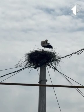 Семья аистов на балке