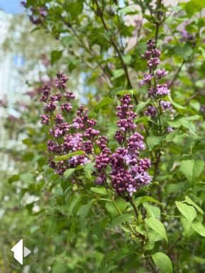 ������ ������������ � ������, ������ ��������� �����