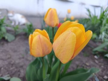 Говорят, что в бутоне жёлтого тюльпана спрятано счастье