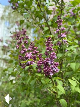 Сирень распускается — значит, пришла настоящая весна