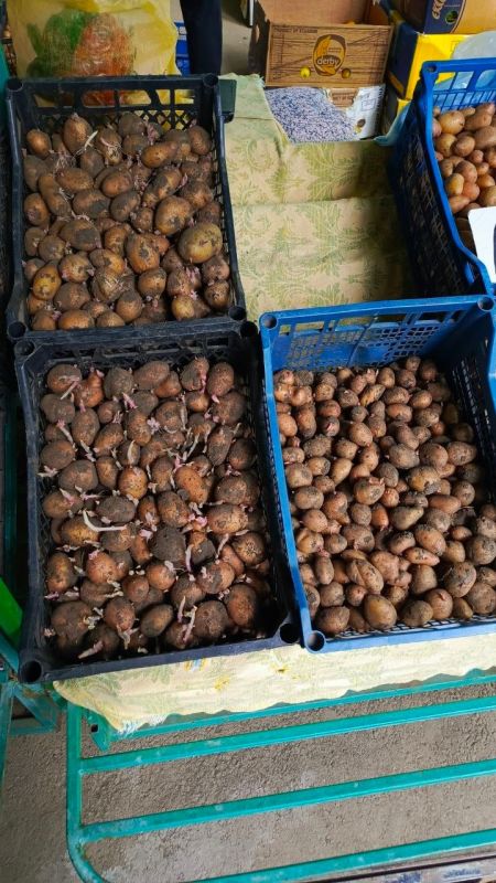 Картошку на посадку продают по 8-10 рублей за кило, это с росточками размером с куриное яйцо