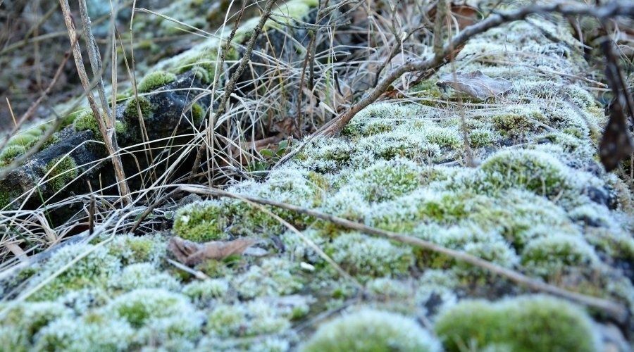 Заморозки до -4° на почве ожидаются завтра ночью и утром, а в воздухе местами до -1°