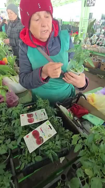 На Зелёном рынке уже продают рассаду, в основном для теплиц