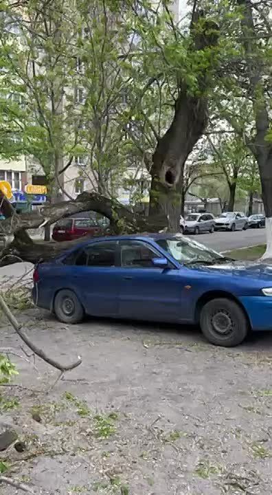 Одна ветка приземлилась на машину