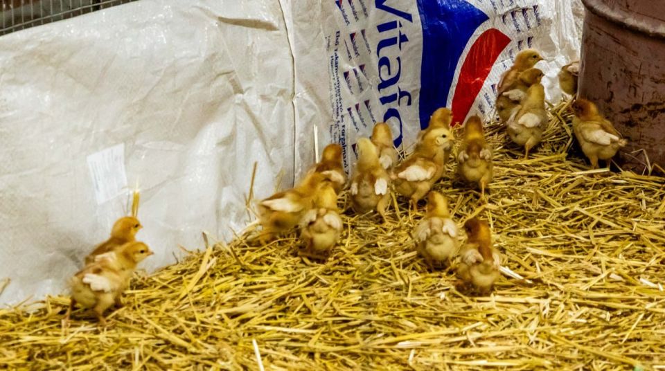 Вы слышали про село Буськи в Рыбницком районе? Это небольшой населённый пункт всего на две улицы и около 60 жителей Вы слышали про село Буськи в Рыбницком районе? Это небольшой населённый пункт всего на две улицы и около 60 жителей