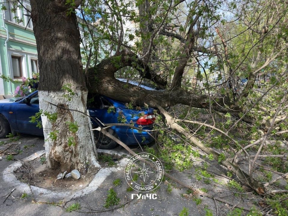 Сильный ветер накануне повалил несколько деревьев в Приднестровье Сильный ветер накануне повалил несколько деревьев в Приднестровье
