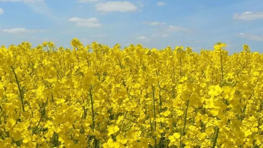 Половина урожая рапса в этом году потеряна из-за весенних заморозков, рассказал молдавский фермер