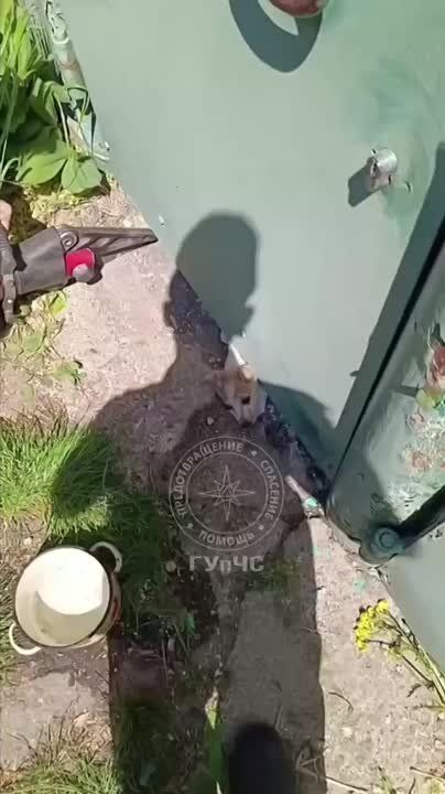 На видео бендерские спасатели помогают щенку, он засунул голову под калитку и застрял