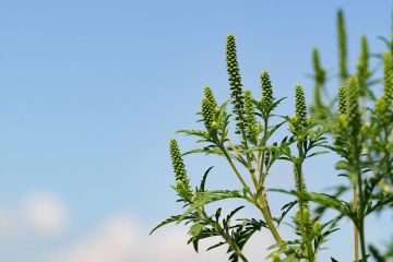 � ������������� �������� ����� �� ��������