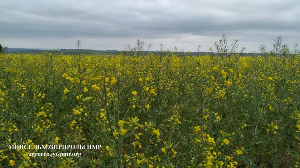 В Каменском районе школьникам показали сельское хозяйство будущего В Каменском районе школьникам показали сельское хозяйство будущего