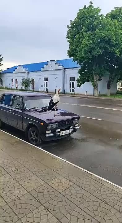 Аист из Каменки выбрал жигули, чтоб смотреть на всех свысока