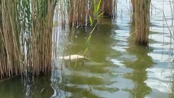 На Кучурганском водохранилище массовая гибель толстолобика