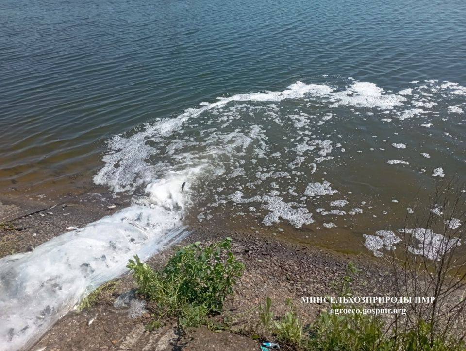 С 12 по 22 мая в реки и водоёмы Приднестровья выпустили более 10 тонн карпа, карася, белого амура, белого и пестрого толстолобиков – Минсельхоз о зарыблении С 12 по 22 мая в реки и водоёмы Приднестровья выпустили более 10 тонн карпа, карася, белого амура, белого и пестрого толстолобиков – Минсельхоз о зарыблении