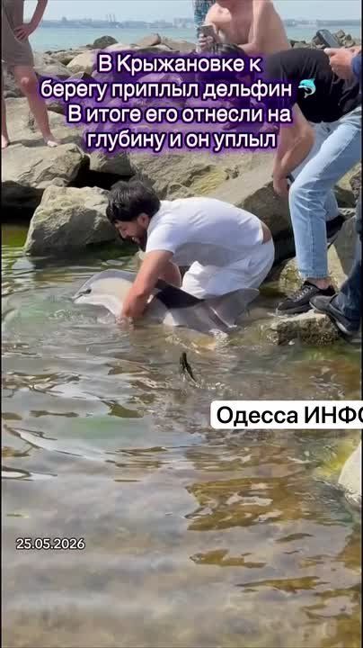 В Одессе дельфин приплыл прямо к берегу