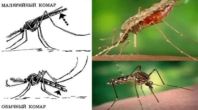 Личинку малярийного комара сотрудники санстанции нашли сегодня в водоёме за гимназией в Тирасполе
