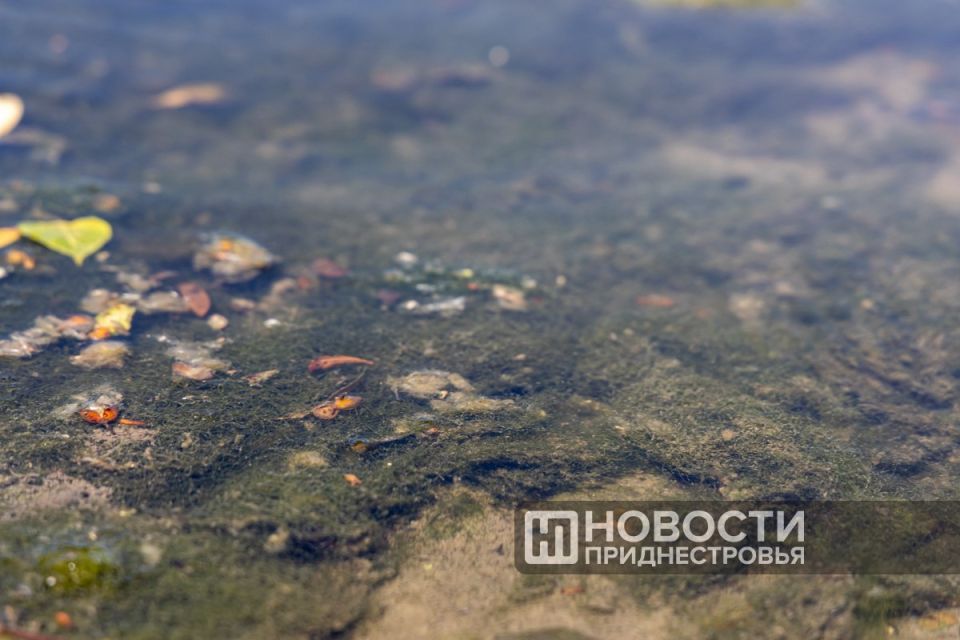 Возможная причина массовой гибели рыбы в Днестре – то, что содержание аммиака в воде в 2 раза выше, а уровень кислорода – в 2–3 раза ниже нормы Возможная причина массовой гибели рыбы в Днестре – то, что содержание аммиака в воде в 2 раза выше, а уровень кислорода – в 2–3 раза ниже нормы