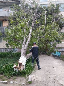 На фото — Слободзея. Вчера на улице Комсомольской дерево рухнуло на подъезд многоэтажки