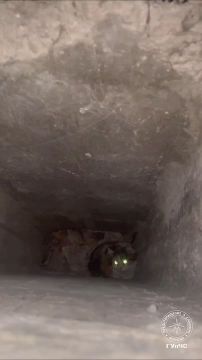 «Тут три трубы… Мы смотрим третью», – когда спасение кота больше похоже на логическую задачу