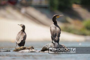 ������ ���� ����� � ������������� �������� � ���� 20�23 �������