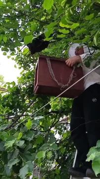 В Рыбнице на улице Кирова спасатели помогли убрать рой пчёл, который обосновался на дереве во дворе дома