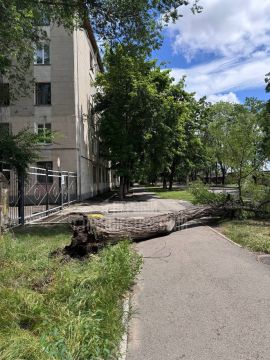 Дерево перегородило тротуар в районе медколледжа в Тирасполе
