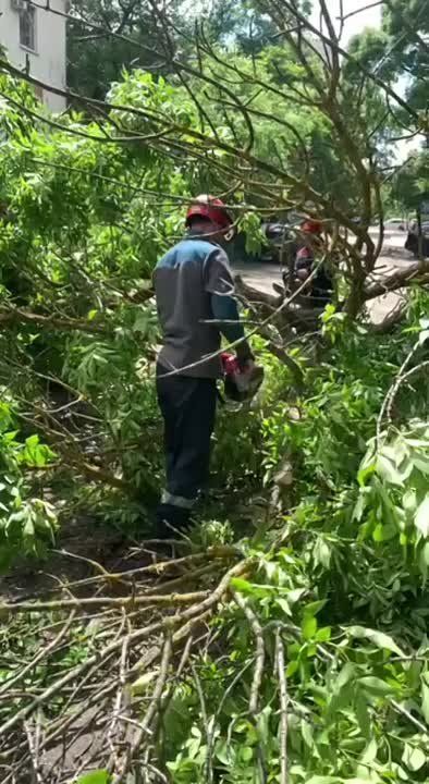 Вчера днём в переулке Чкалова в столице на проезжую часть и тротуар упало дерево