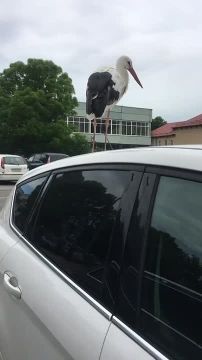 ���� �� ������� �����, ��� ������ ���������� ��������, ����� ����� �� ������ ������������ �����������