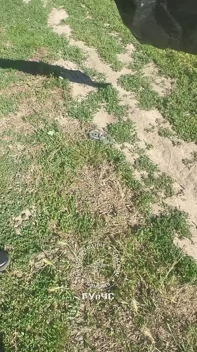 Спасатели пришли на помощь необычным гостям