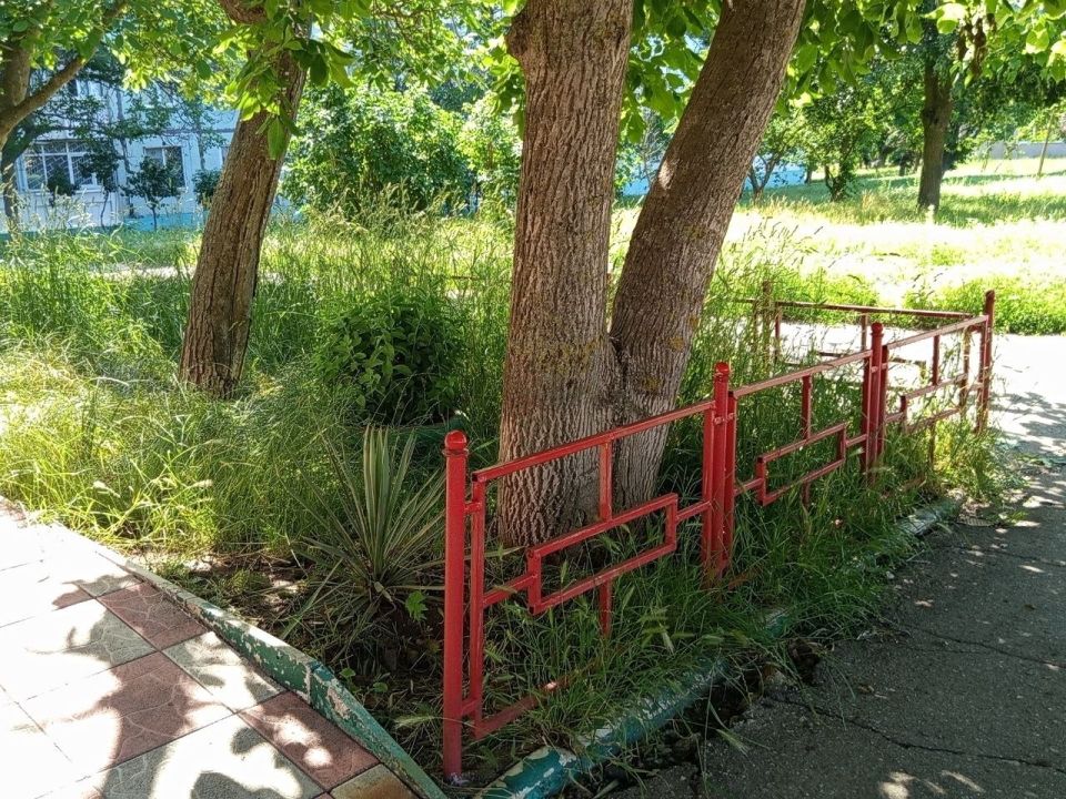 На дворе трава. Летом трава растёт быстро и границ не признаёт На дворе трава. Летом трава растёт быстро и границ не признаёт