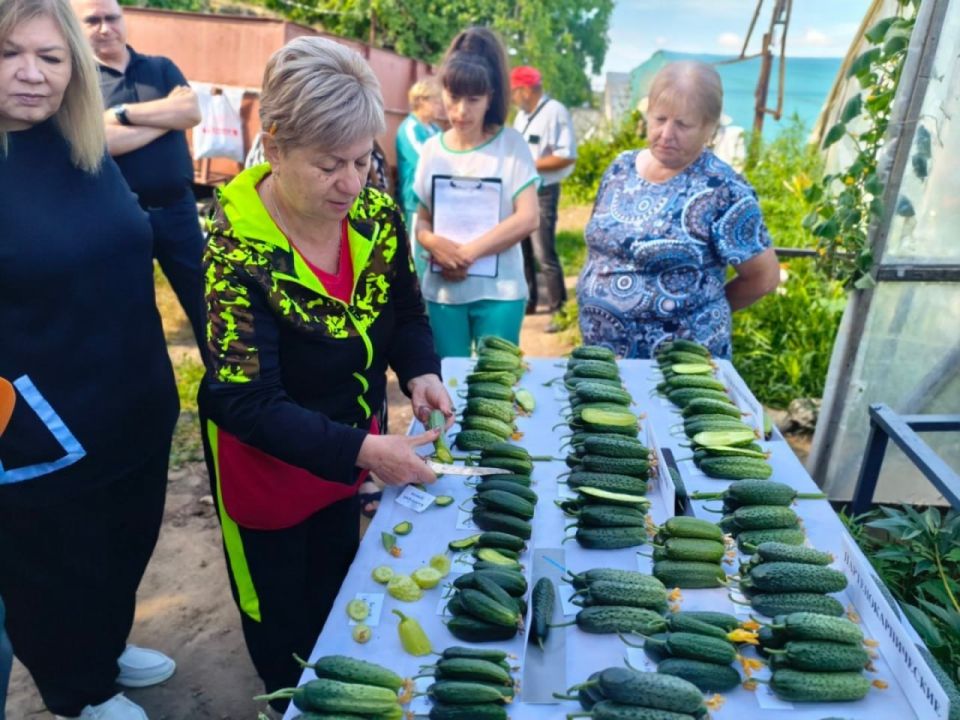 Учёные Приднестровского НИИ сельского хозяйства в этом году ведут испытания 16 сельскохкультур Учёные Приднестровского НИИ сельского хозяйства в этом году ведут испытания 16 сельскохкультур