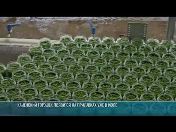 На Каменском консервном заводе стартовал сезон переработки зелёного горошка