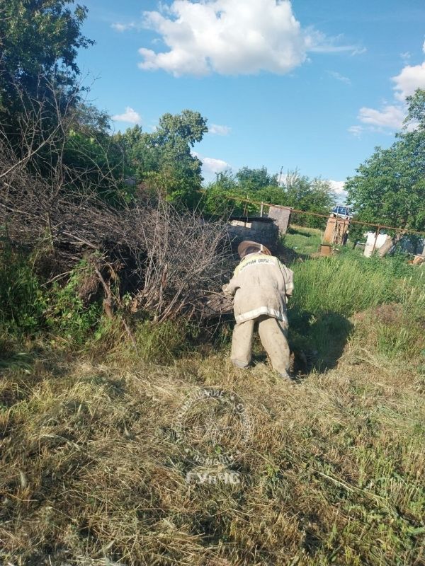 Рой агрессивных шершней уничтожили в Слободзее Рой агрессивных шершней уничтожили в Слободзее