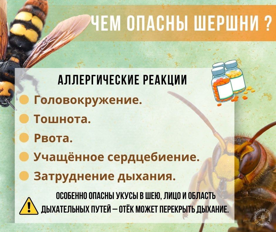 ГУпЧС напоминает: шершни очень опасны ГУпЧС напоминает: шершни очень опасны