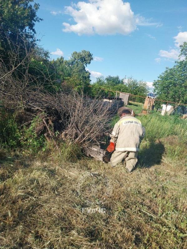 Рой агрессивных шершней уничтожили в Слободзее