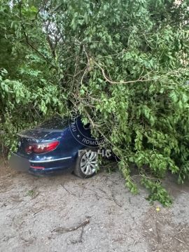В переулке Труда в столице дерево упало на «Фольксваген»