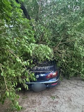 В переулке Труда в Тирасполе дерево упало на «Фольксваген»